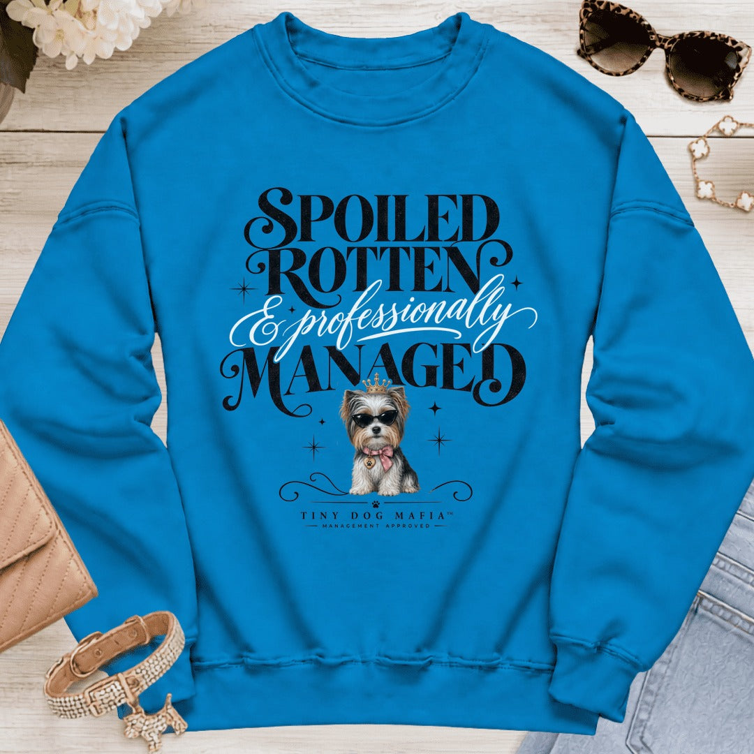 Biewer Terrier - Spoiled & Managed - Sapphire