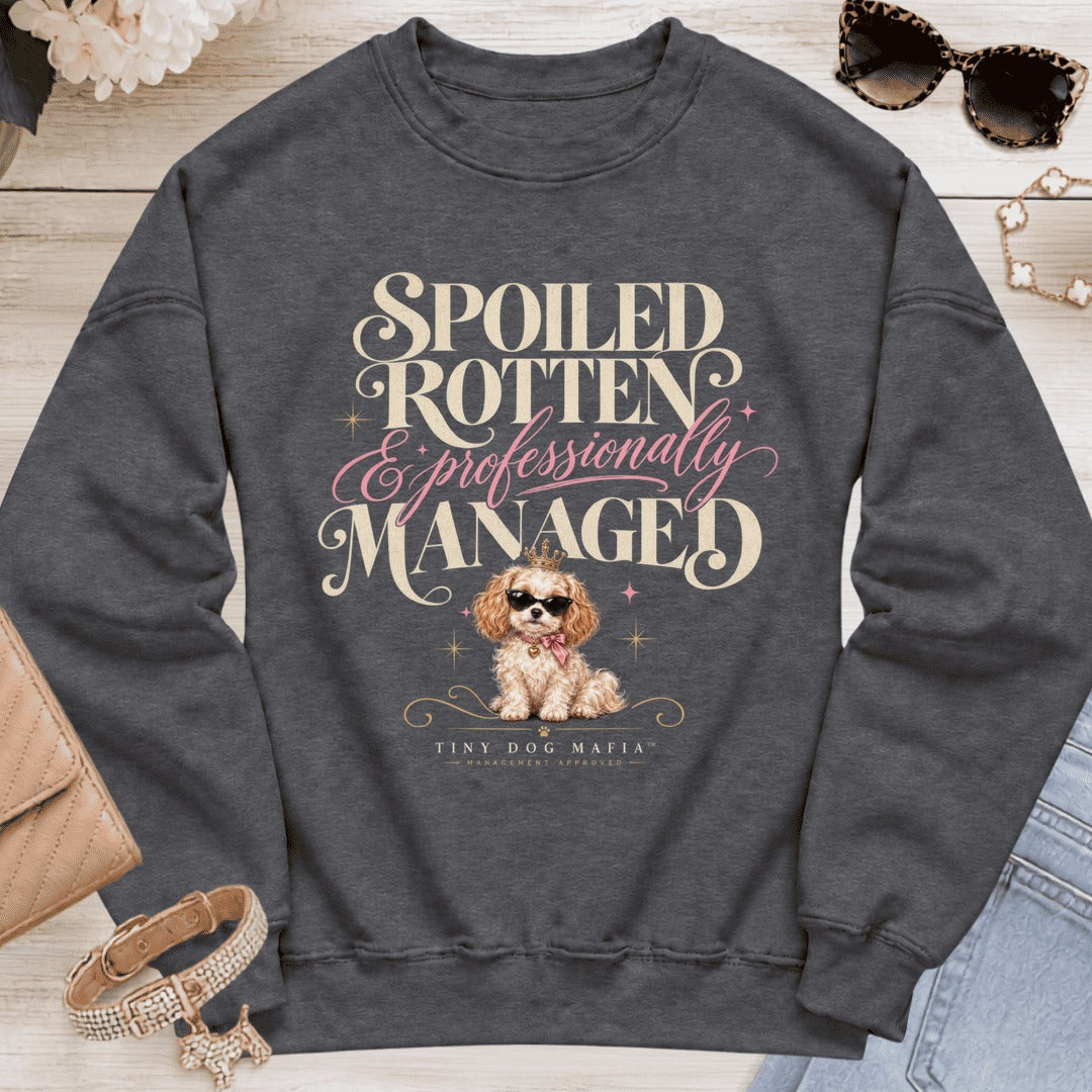 Cavachon - Spoiled & Managed Cavachon rv - Dark Heather